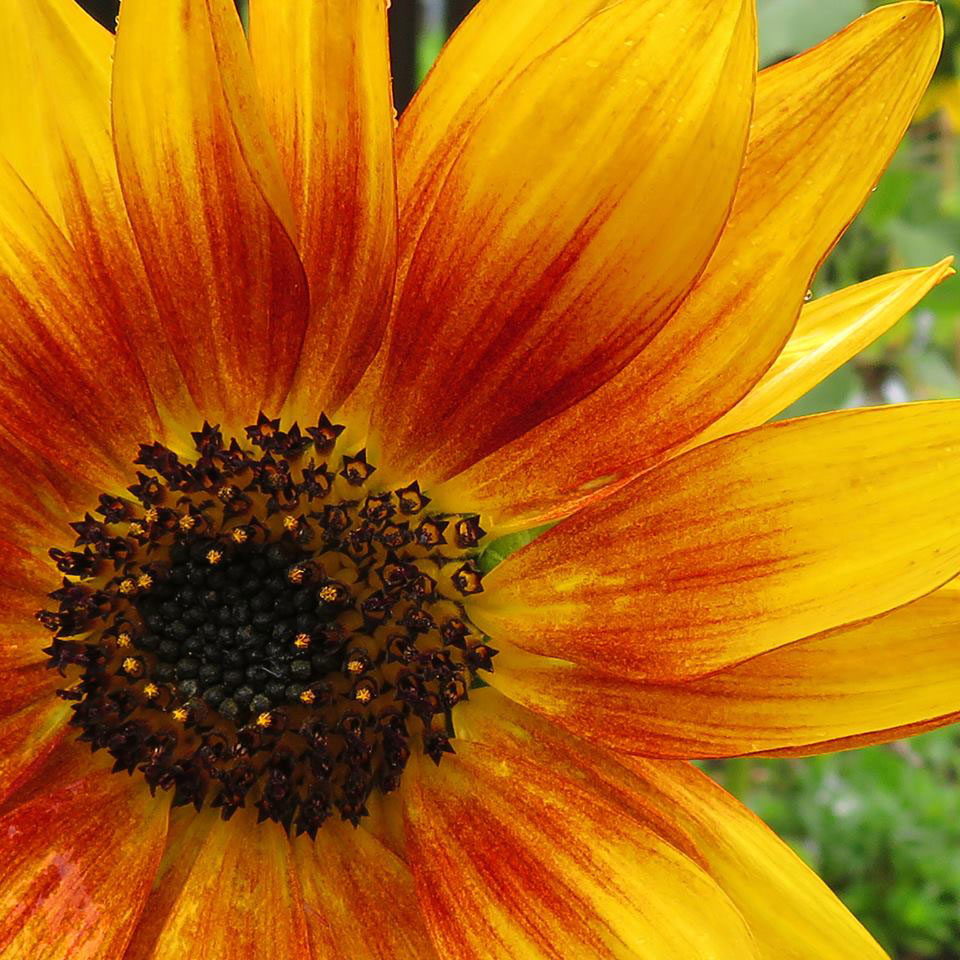 Sunflower grown by Ashley