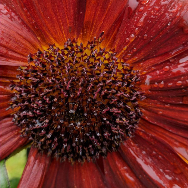 Sunflower grown in the UK