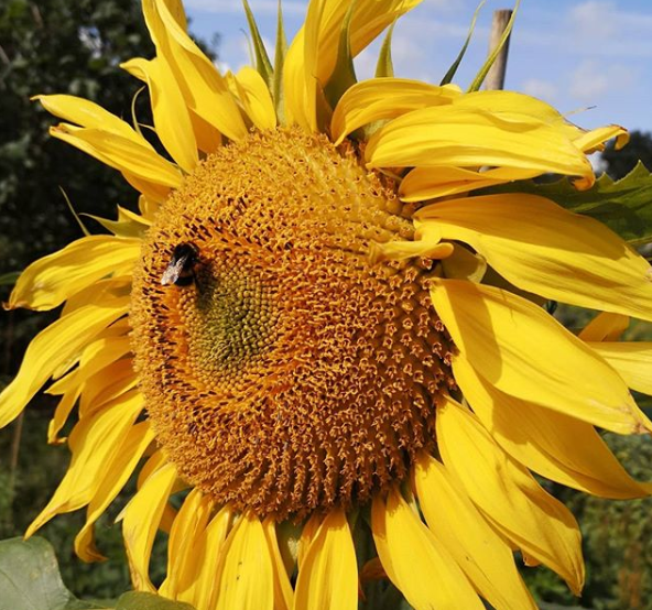 Sunflower grown in Leeds during The Big Sunflower Project 2019.
